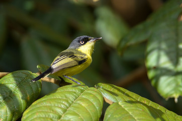 Common Tody-flycatcher (Todirostrum cinereum), Horquetas near Sarapiqui river, Costa Rica
