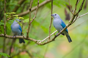 Blue-gray tanager (Thraupis episcopus), Puerto Viejo de Sarapiqui, Costa Rica