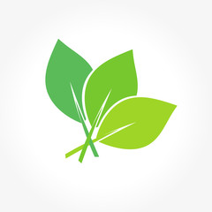 Leaves. Vector illustration