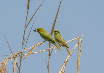 Little Green Bee Eater