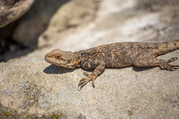 Fototapeta premium portrait of brown lizard on the rock, Georgia