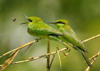 Little Green Bee Eater