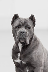 The portrait of Italian cane-corso dog
