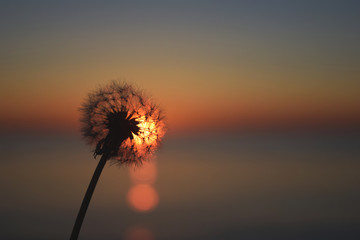 dandelion flower and sunset
