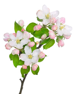 The branch of apple-tree (Malus) on a white background