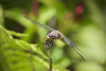 Garden Dragonfly