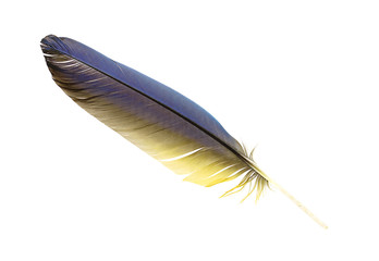 feather of macaw