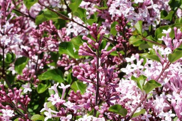 Lilac flowers, purple Close-up
