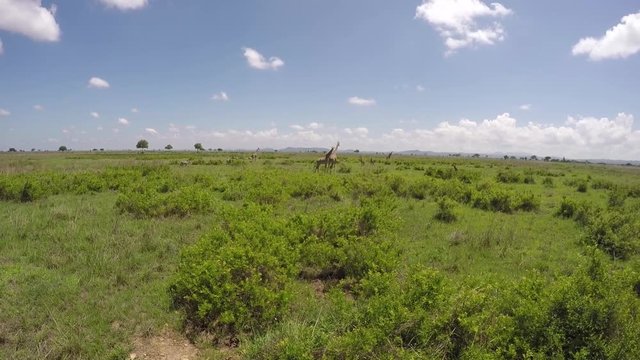Giraffes. Game Drive in Mikumi  National Park, Tanzania, Africa. Shooting from a Safari car.