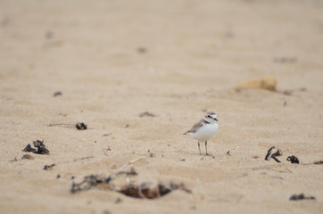 Gravelot à collier interrompu (Charadrius alexandrinus) 