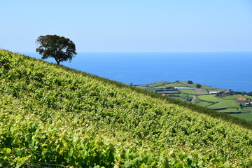 Weinberg im Baskenland