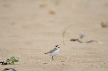 Gravelot à collier interrompu (Charadrius alexandrinus) 