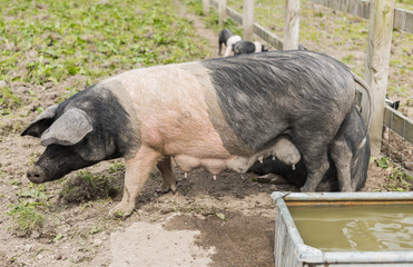 Saddleback pig with full tests, in a muddy field, with piglets in the background