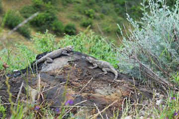 two lizards n the stone