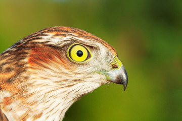 Sparrow-hawk