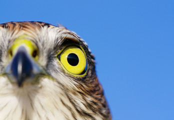 Sparrow-hawk