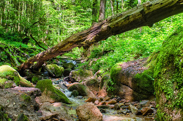 fallen tree hanging over a rocky stream in green forest