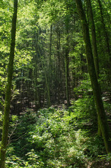Fototapeta premium look through the tree trunks to the thick lush and green forest on a sunny summer day
