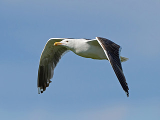Great black-backed gull (Larus marinus)