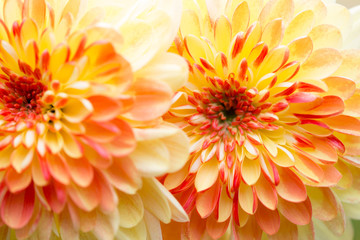 Dahlia flowers close up for yellow background.