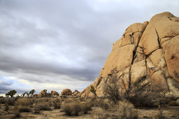 Joshua tree national park