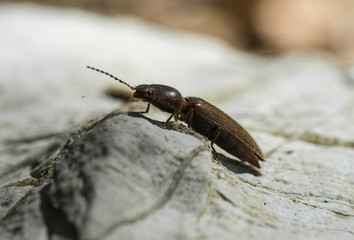 Click Beetle (Elateridae) on a Stone