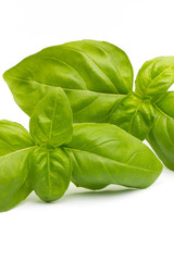 Basil.