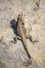 portrait of brown lizard on the rock, Georgia