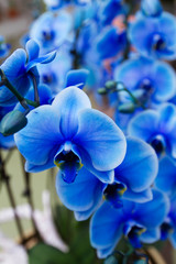 Naklejka na ściany i meble Beautiful blue orchid on flower show