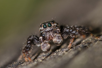 Fencepost jumping spider - Marpissa muscosa - close-up (male)