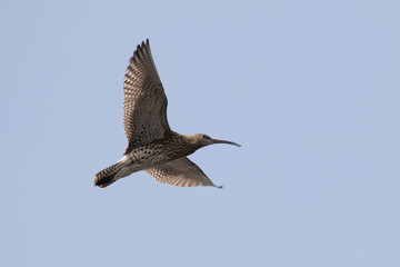 Eurasian curlew (Numenius arquata) calling and displaying in flight