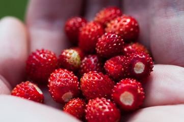 handful of ripe red wild strawberries in a palm closeup