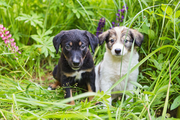 Two small puppy in the tall grass