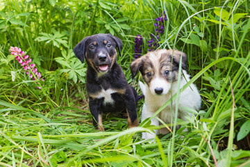 Two small puppy in the tall grass
