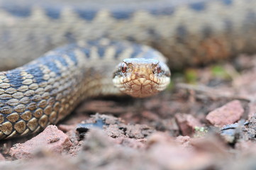 Kreuzotter Vipera berus Schlange