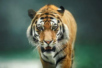 Zelfklevend Fotobehang Wild dier Tijger portret © annaav