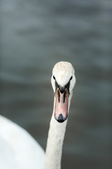 Obraz premium White swan on the river