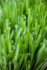 Fototapeta na wymiar Wheat Grass with Water Droplets