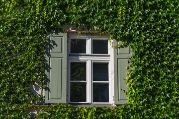 Fototapeta na wymiar Fenster mit Holzläden und Efeu