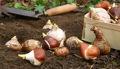 Plantation de bulbes de tulipes et jacinthes