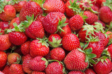 Background from freshly harvested strawberries.