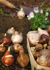 Plantation de bulbes de tulipes et jacinthes