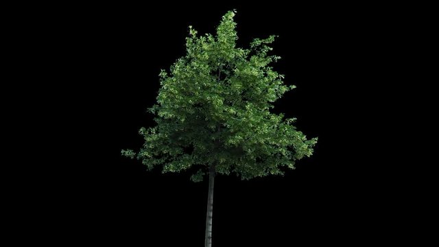 High quality 10bit footage of tree on the wind with Alpha Channel.  Made from 14bit RAW.