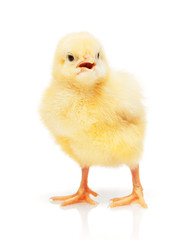 Obraz premium Small yellow chicken isolated on white