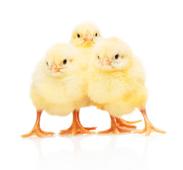 Three small yellow chickens standing isolated on white