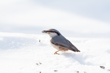 Nuthatch