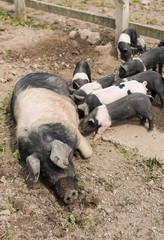 A large Saddleback pig lying down in a muddy field, while young piglets feed from  her nipples