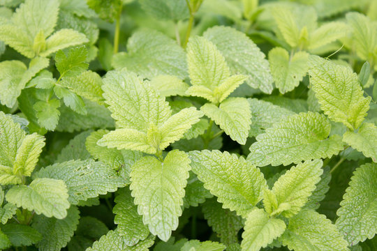 Zitronenmeliasse (Melissa officinalis). Eine beliebte Heilpflanze mit wunderbarem Aroma. Sie wurde Heilpflanze des Jahres 1988