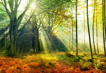 Morgensonne im Herbstwald - obrazy, fototapety, plakaty