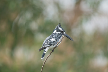 Pied King Fisher Bird